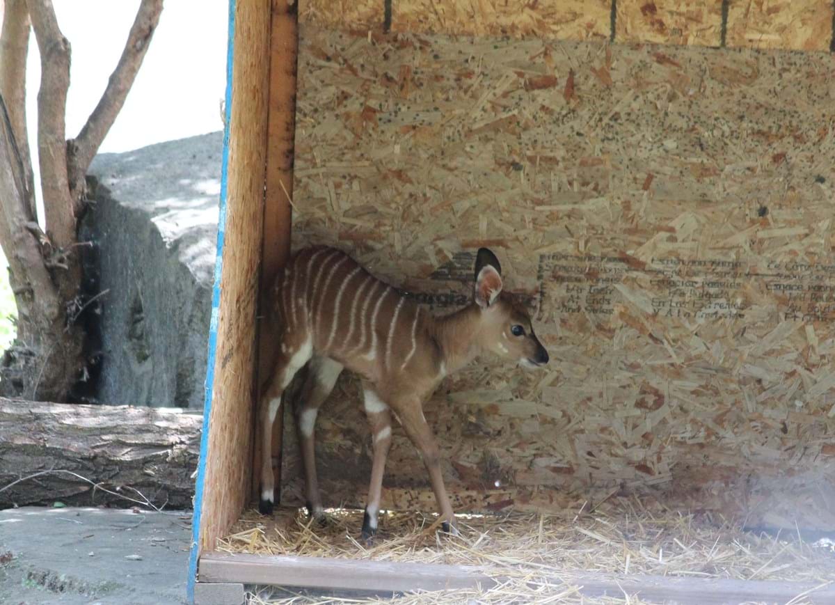 Nyala calf standing in outbuilding