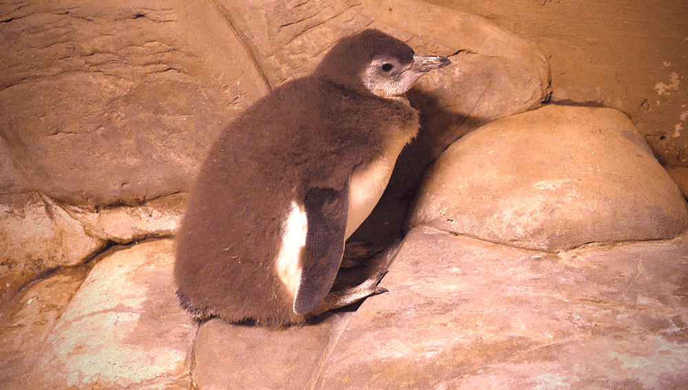 baby male penguin