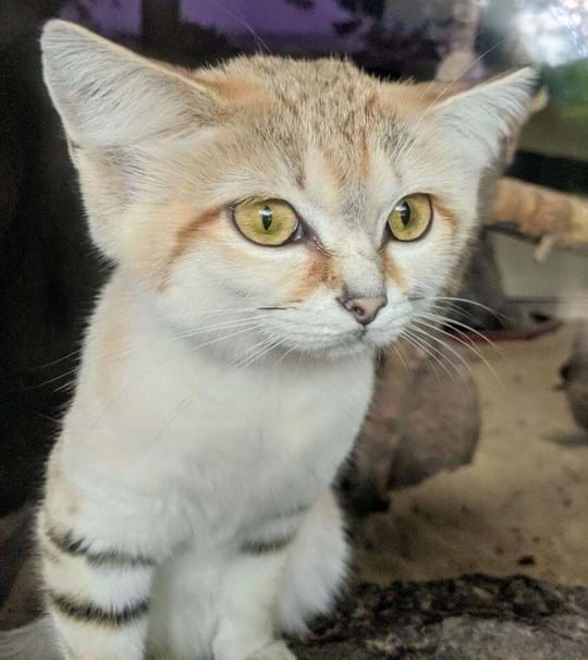 Nala, the sand cat