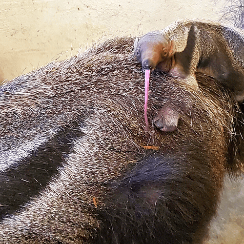 Baby anteater sticking out tongue on back of mom