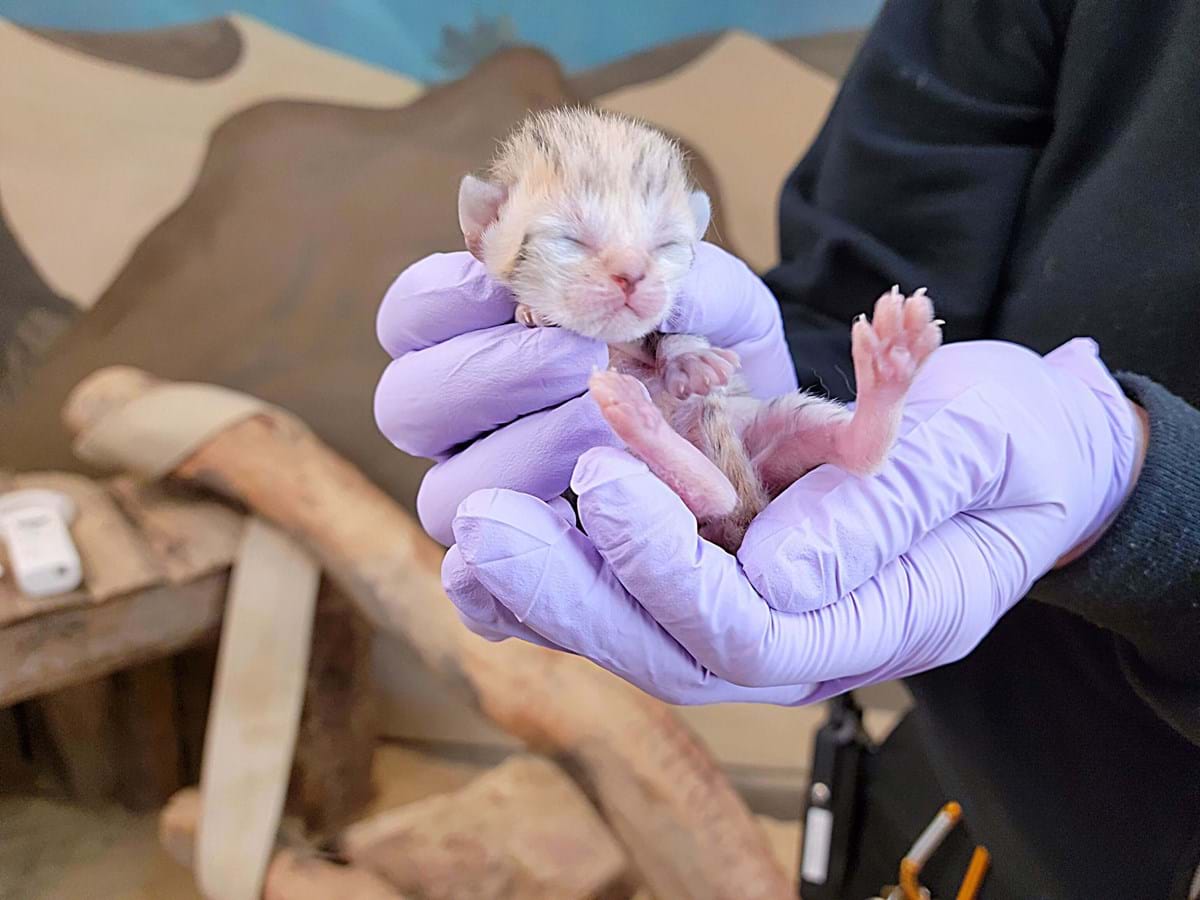 Sand cat in someone's hands