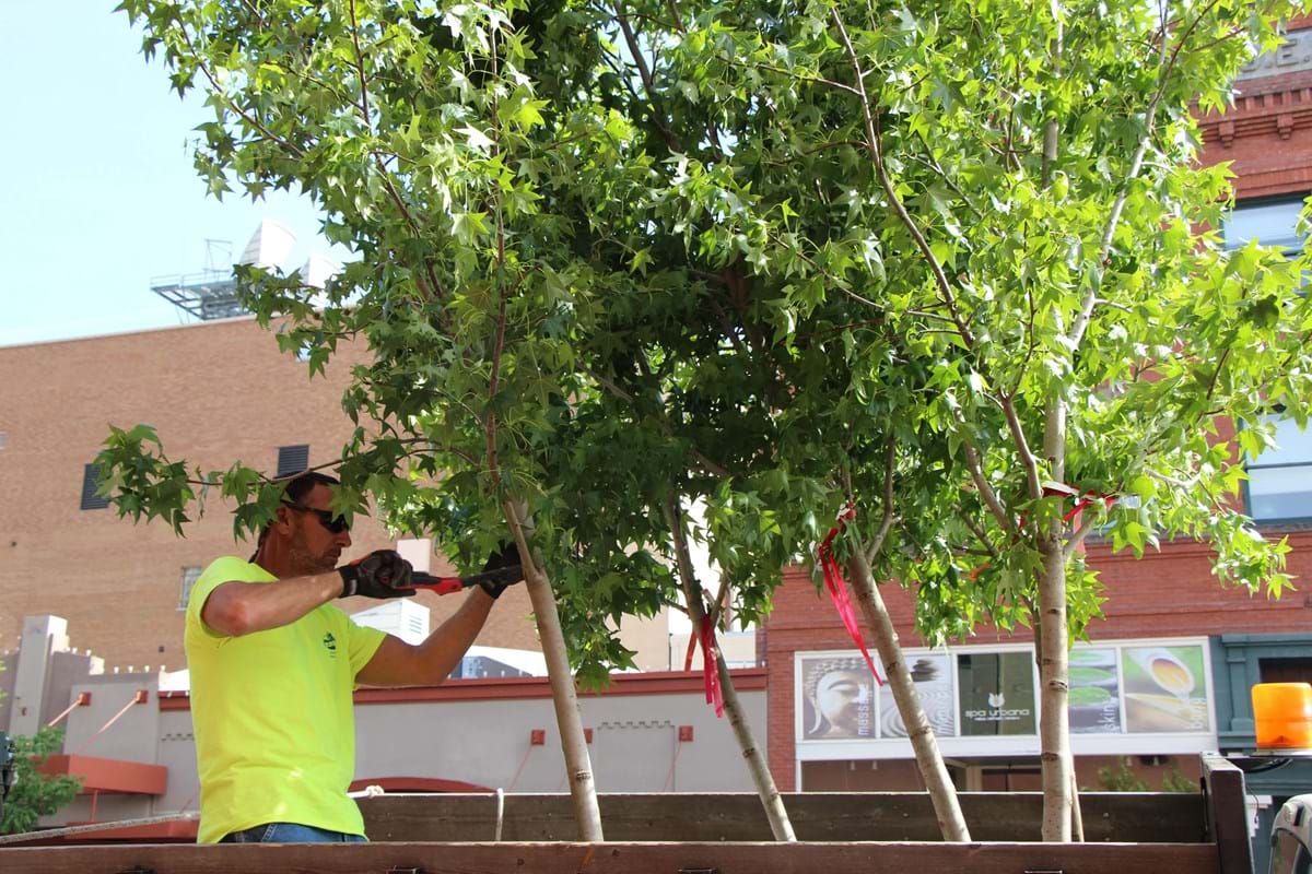 Staff pruning a tree in downtown boise