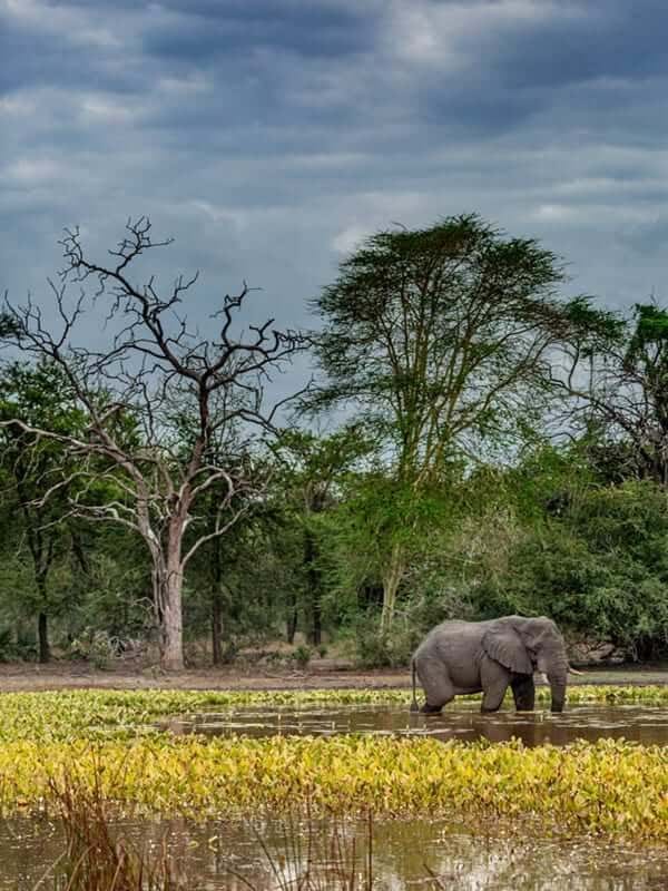 Elephant in Gorongosa Park