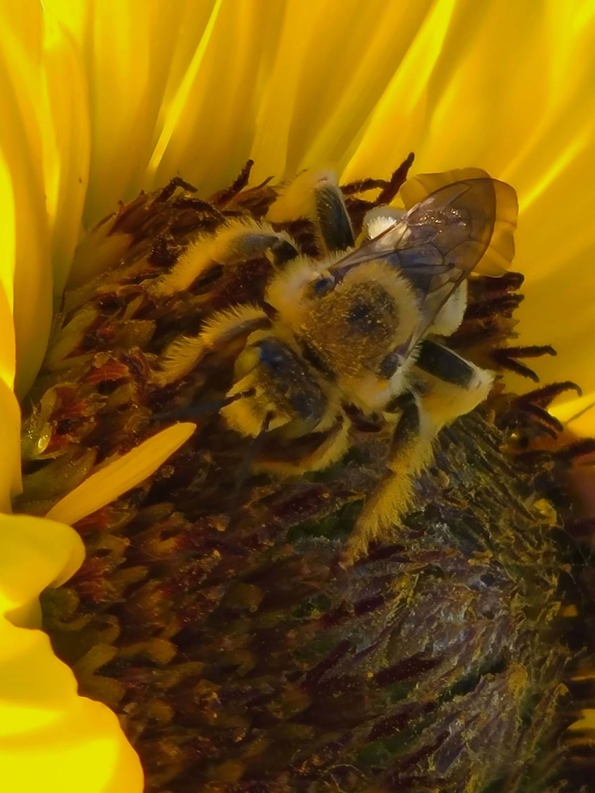 Hairy bee on sunflower plant