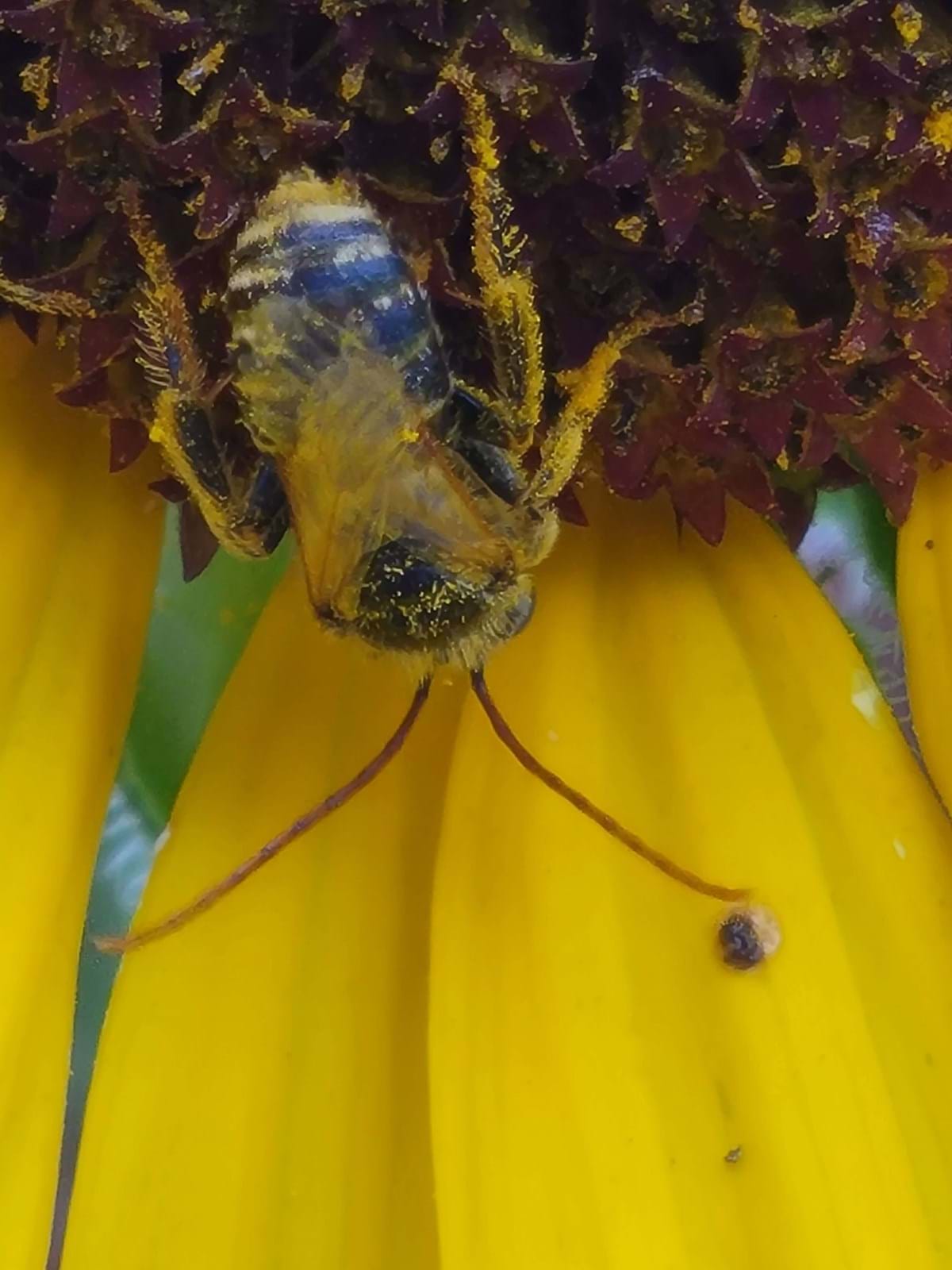 Longhorn Bee on Yellow Flower