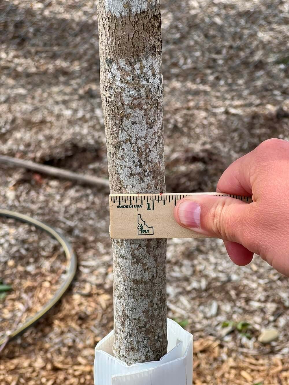 Measurement of tree diameter with ruler