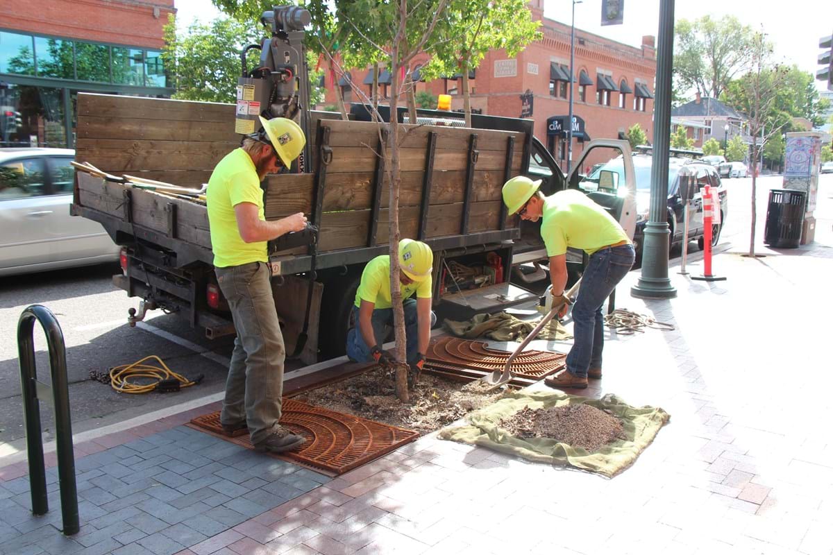 Community Forestry Unit working on trees in downtown boise