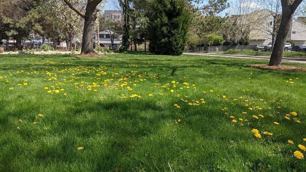 Grass with dandelions in Ann Morrison Park in late April