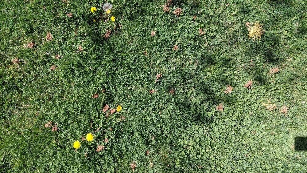 Up close photo of grass with dandelions and other weeds in Ann Morrison Park in late April