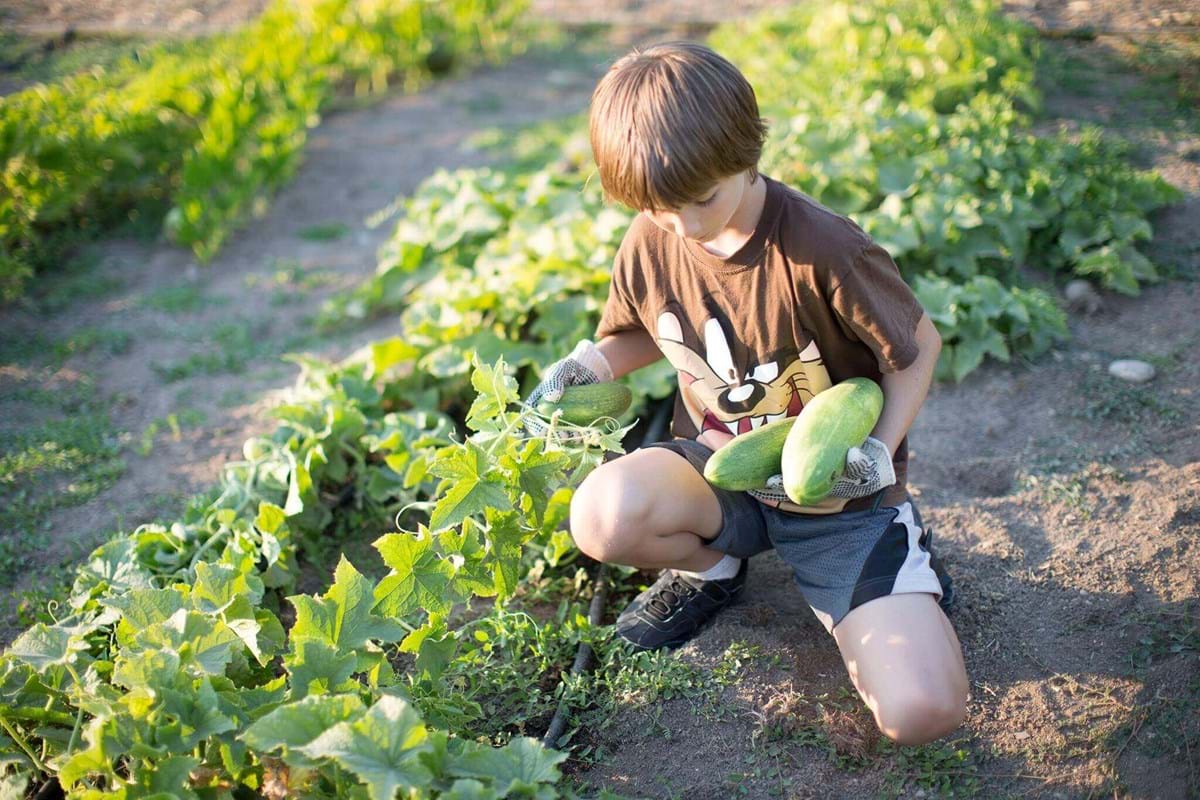 kid with melon in his hands in a garden