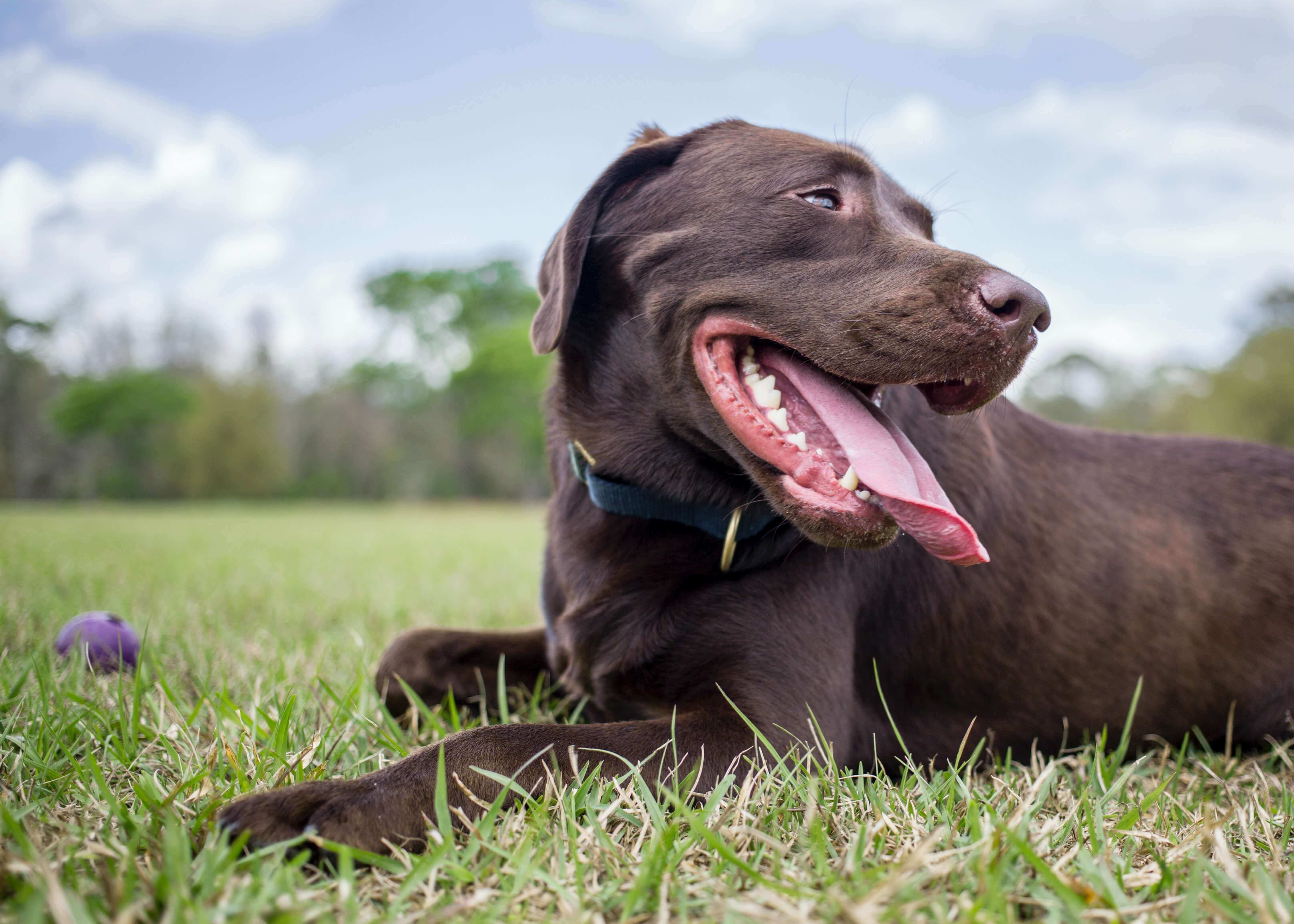 Chocolate lab outside during blue sky day laying on the ground smiling