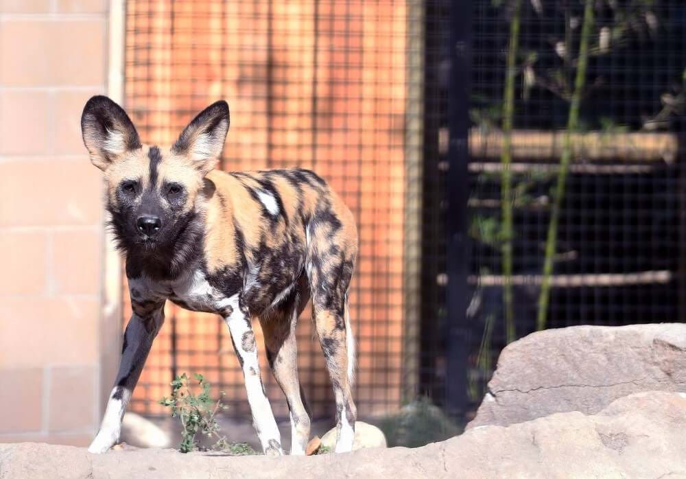 African Dog at Zoo Boise