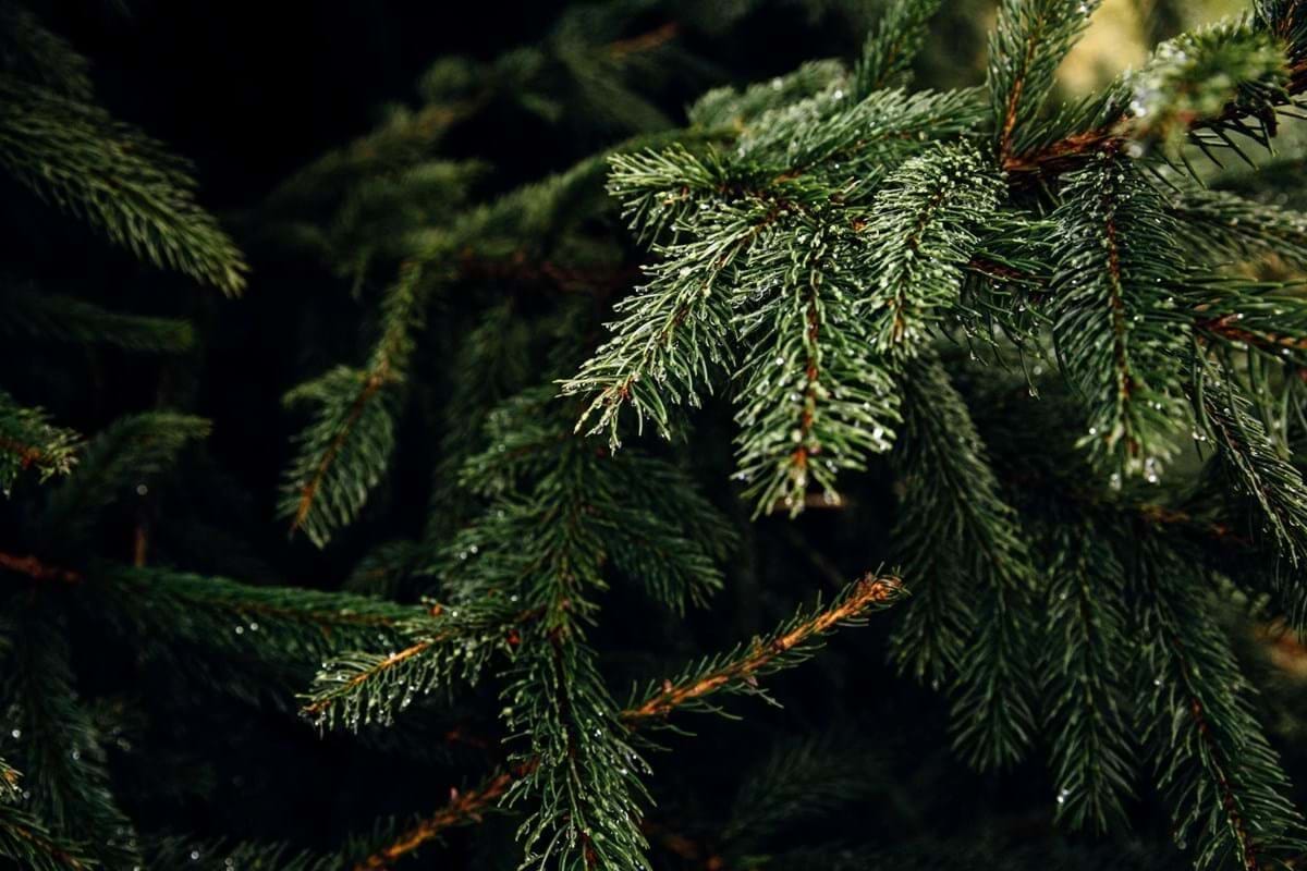 Christmas tree branches with pine needles