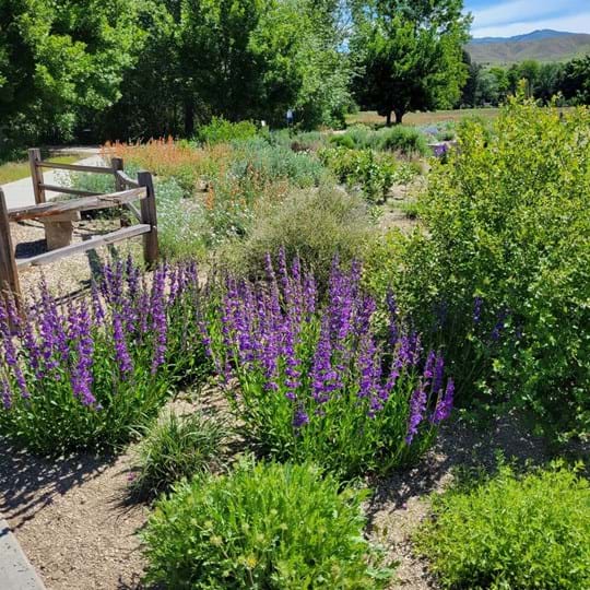 Native plant garden at Warm Springs Park