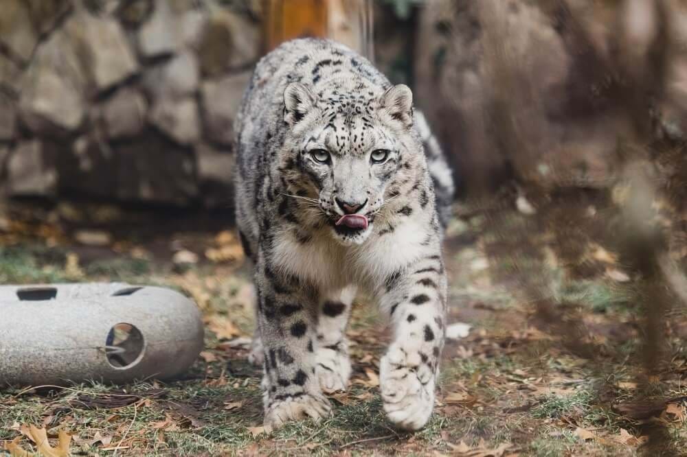 Snow Leopard at Zoo Boise