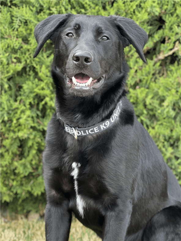 headshot of Clyde, a black lab