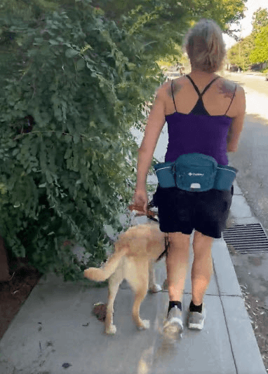 Overgrown hanging over sidewalk that prevents woman and service dog from walking on sidewalk.