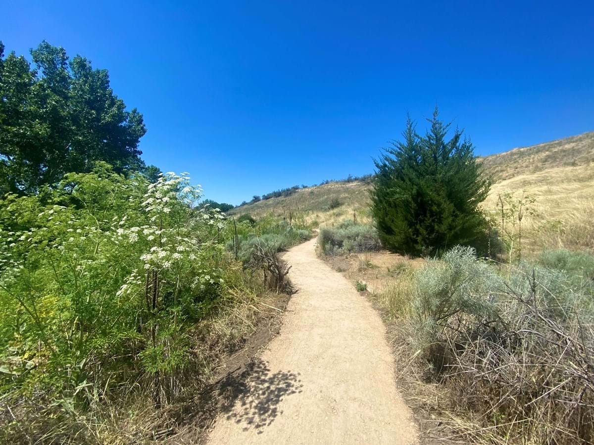 a foothills trail in early summer with trees and bushes on each side of the trail