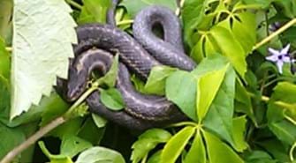Terrestrial Garter Snake