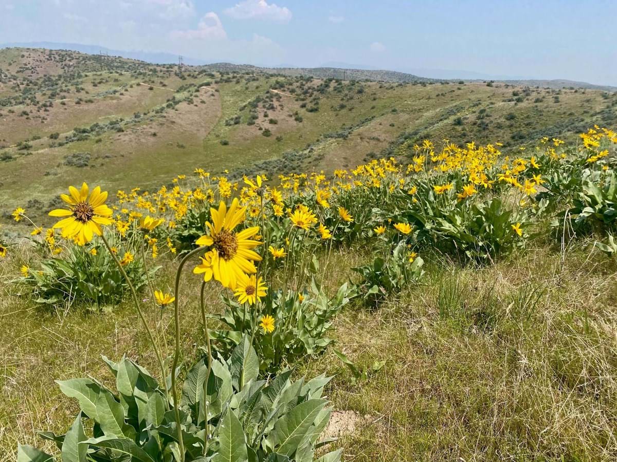 wildflowers in the boise foothills in the summer