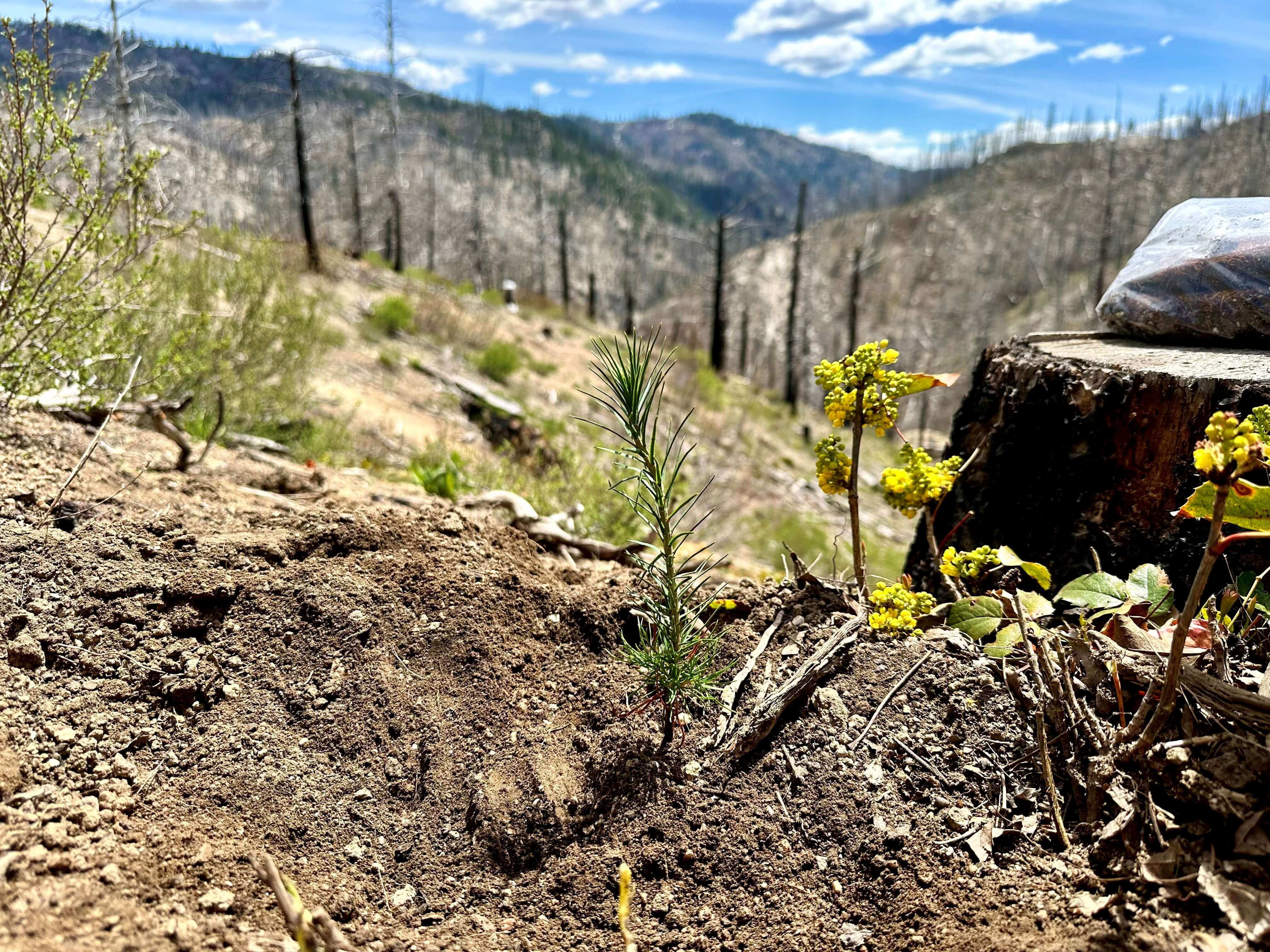 A seedling grows in the forest