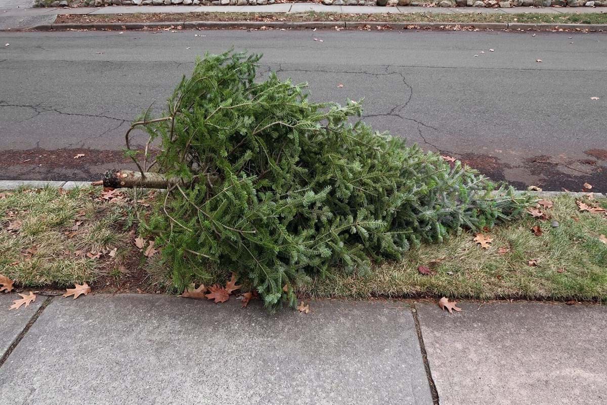 Christmas tree on sidewalk