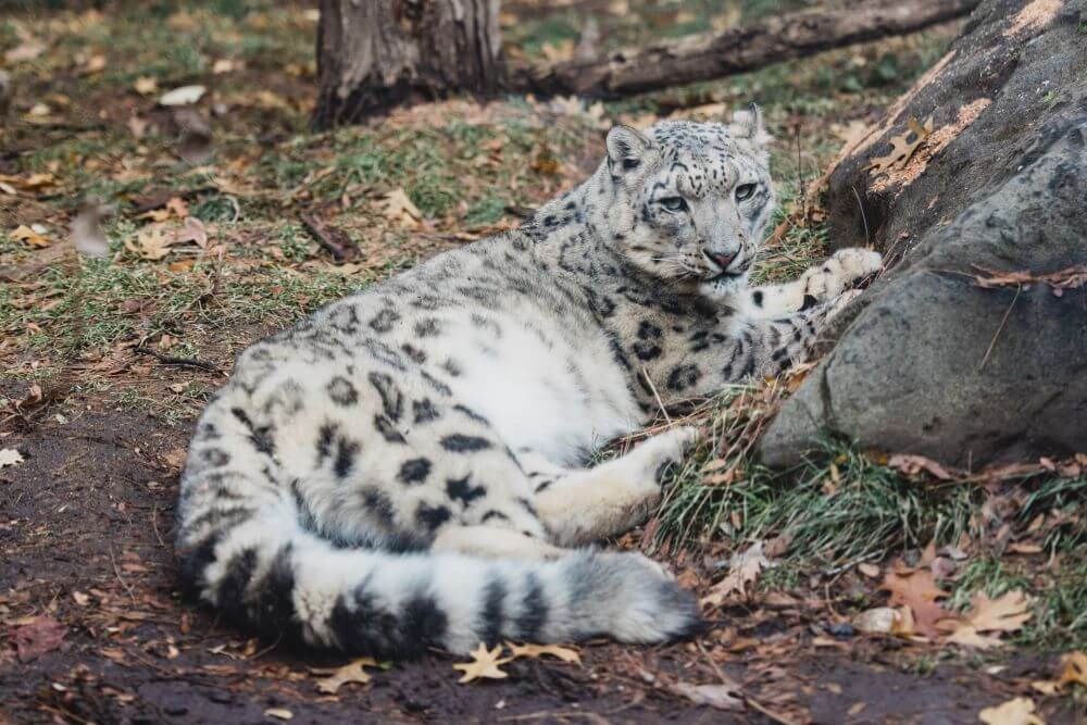 Zoo Boise Mourns The Loss Of Beloved Snow Leopard Kabita | News | City ...