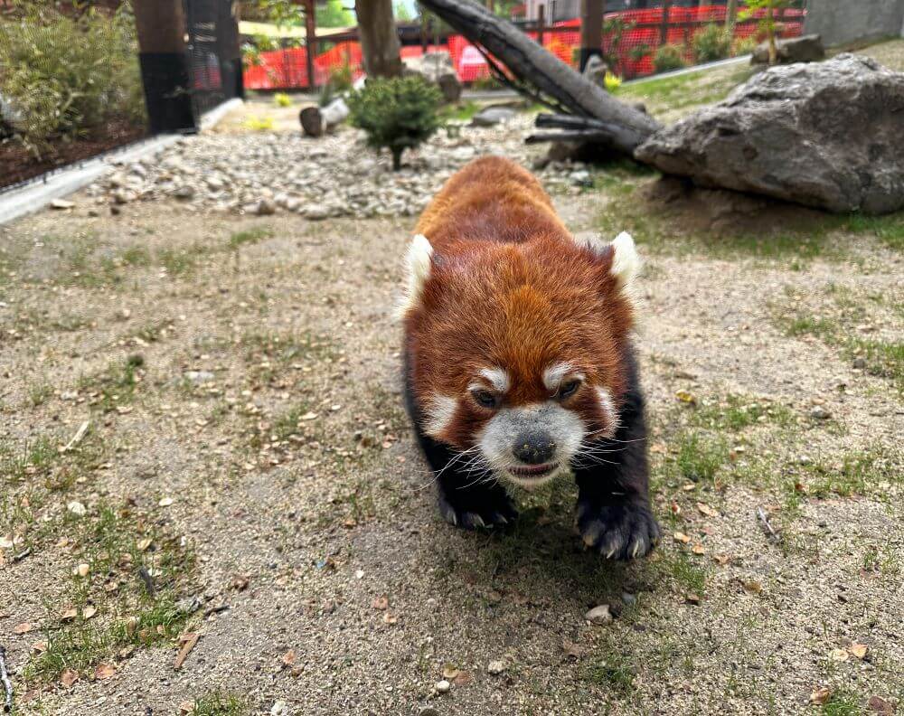 Red Panda Jasper