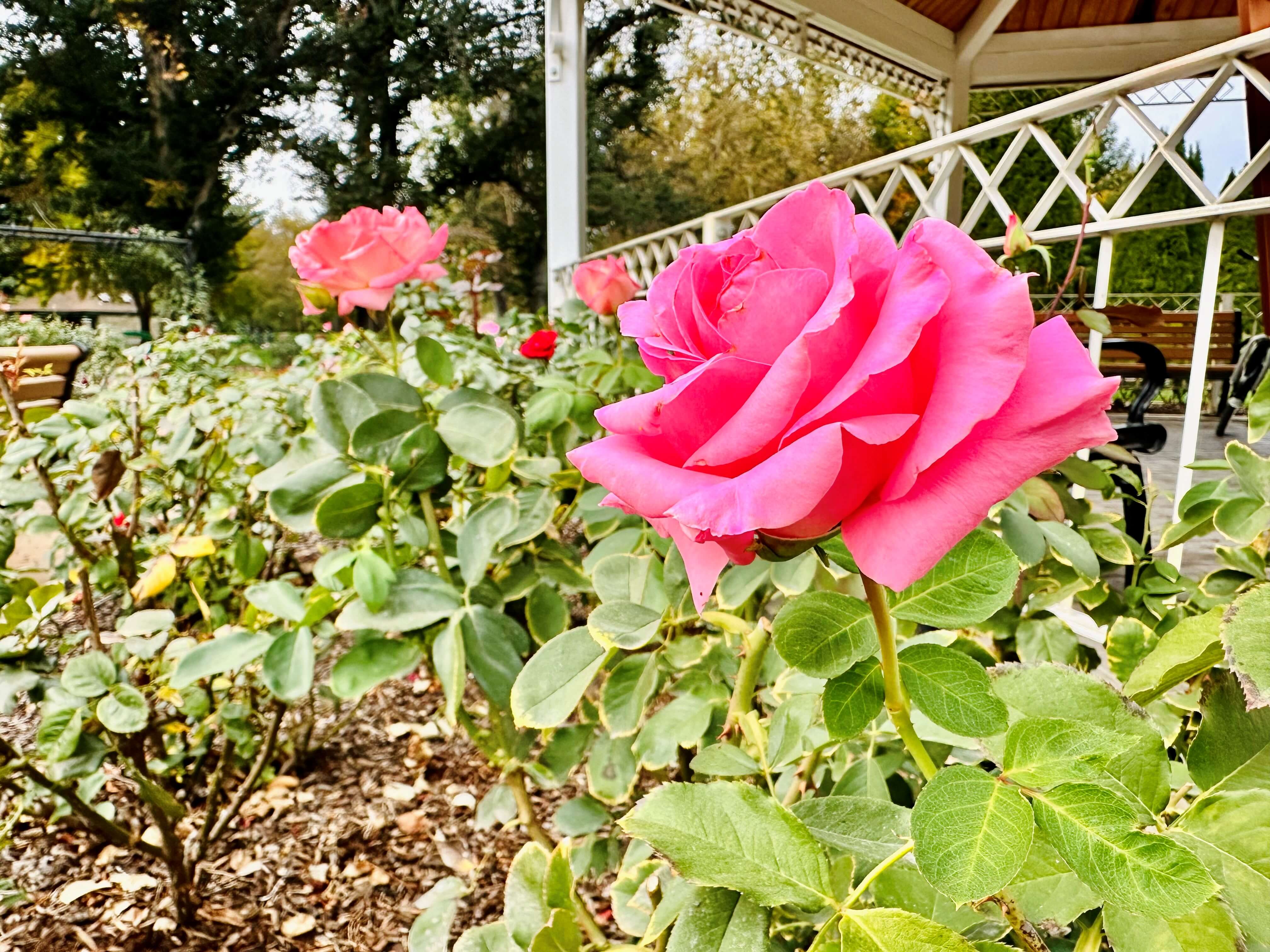 Julia Davis Park Rose Garden Improvements