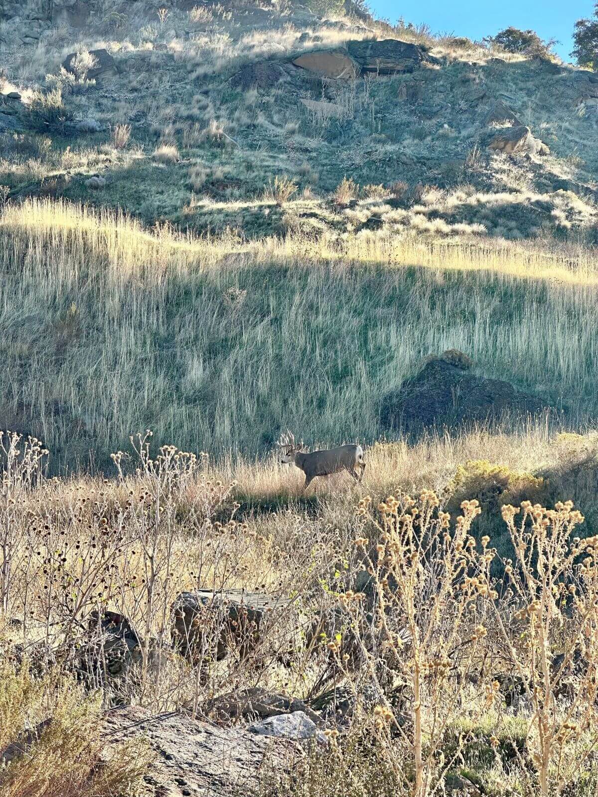 Buck on Satz Family Property.