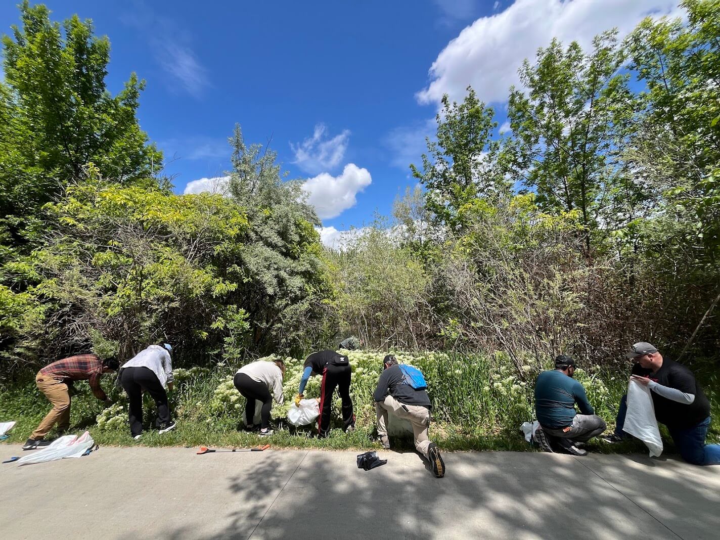 Hoary Cress Weed Removal Ann Morrison Park