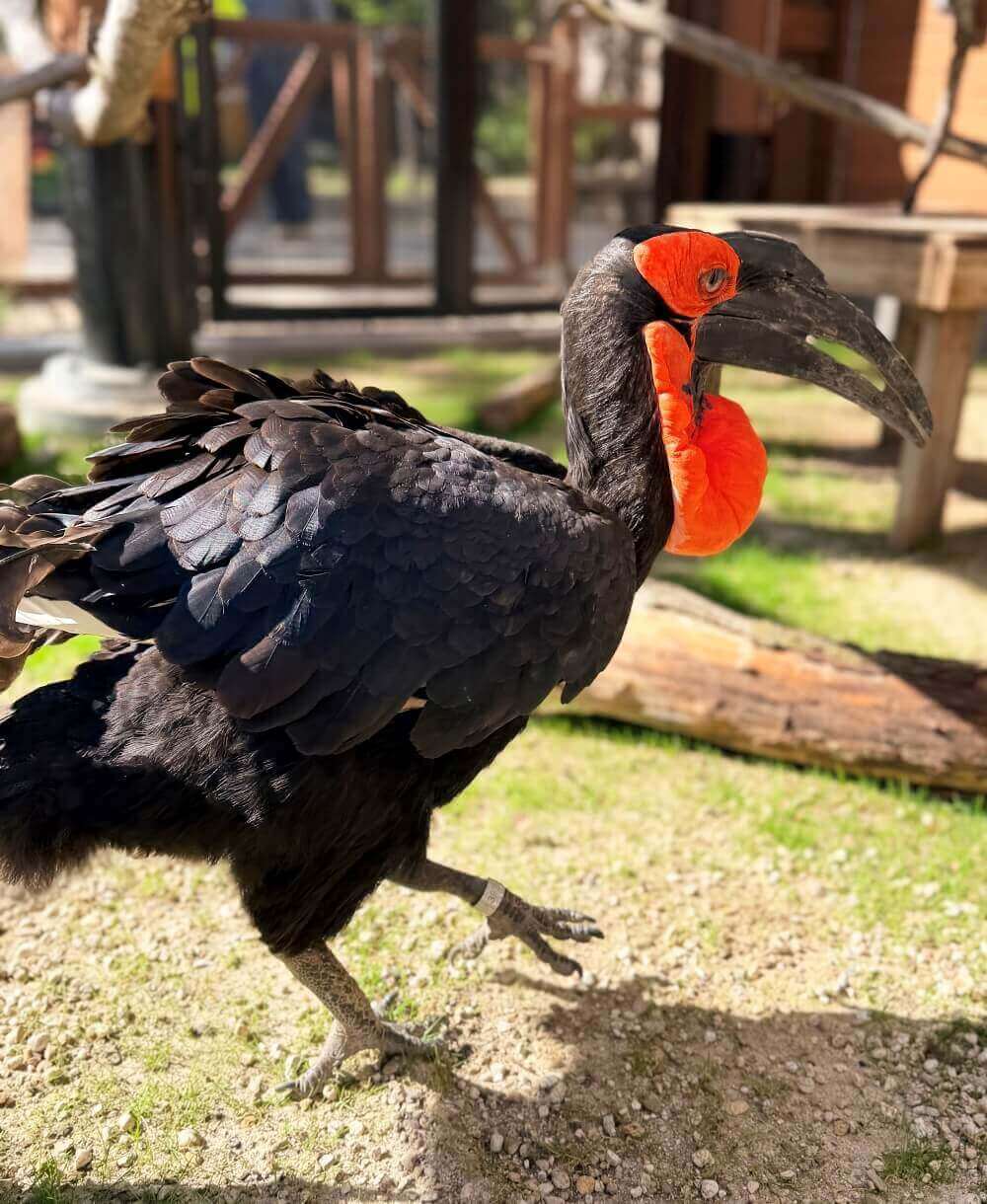 Southern Ground Hornbill Toogle in New Home, Courtesy City of Boise.