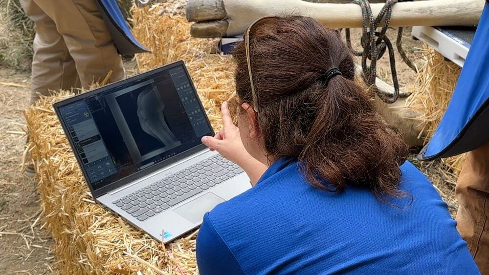 A woman works on a computer that sits on top of a hay stack inside the Boise Zoo.