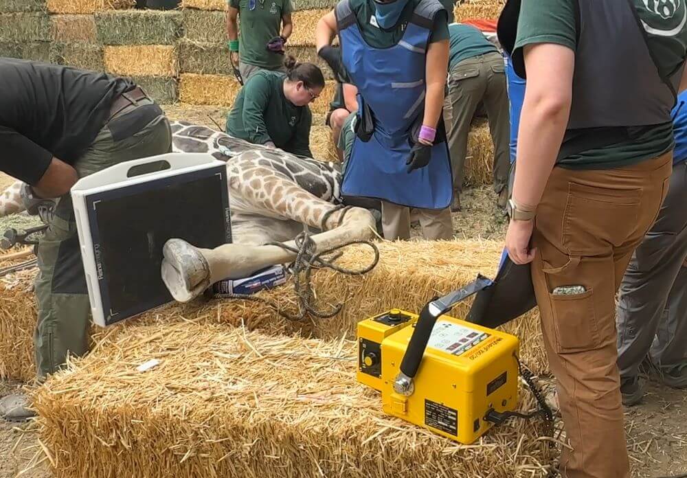 Giraffe Jabari recieving hoof care at Zoo Boise.