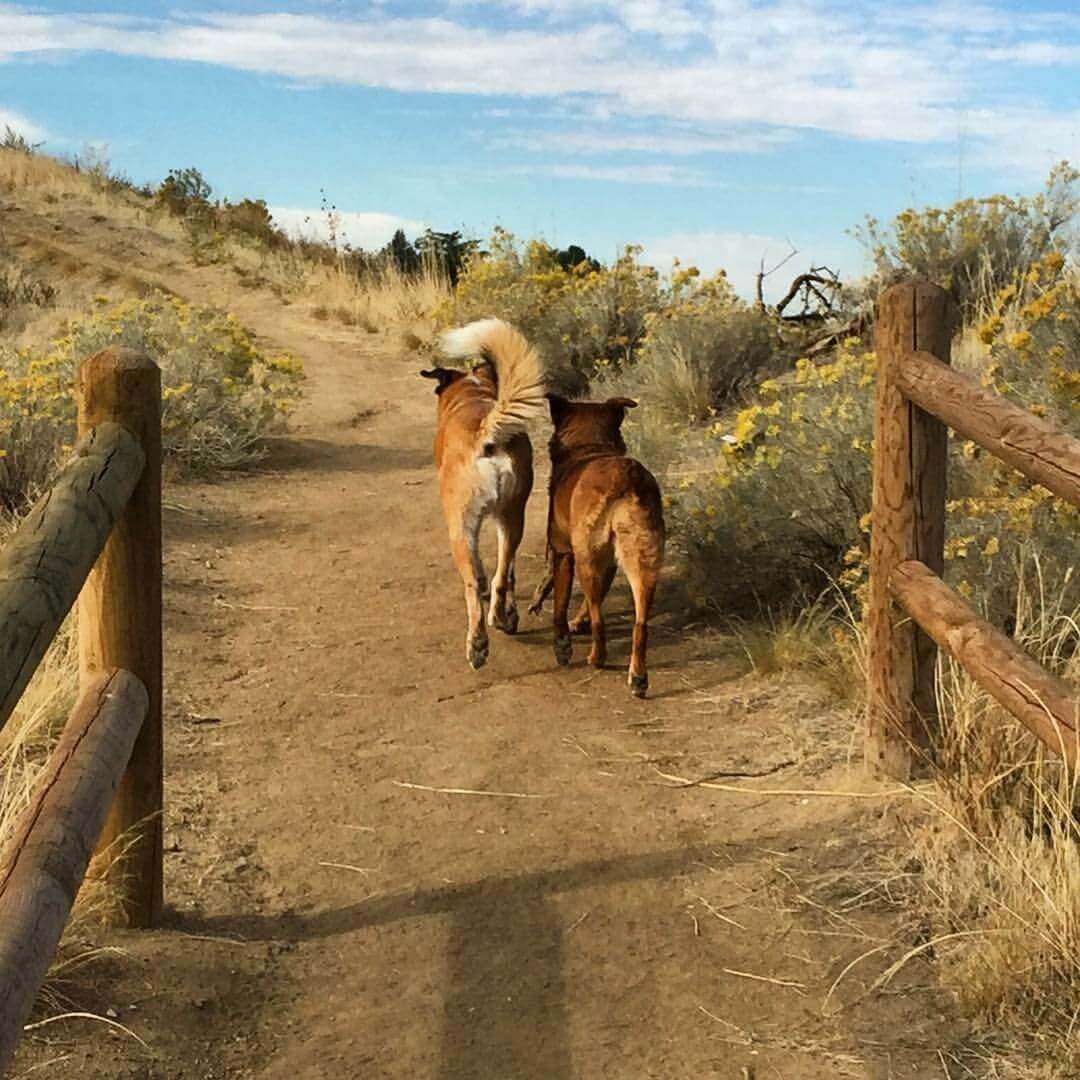 Two dogs off-leash head up a dirt trail into foothills