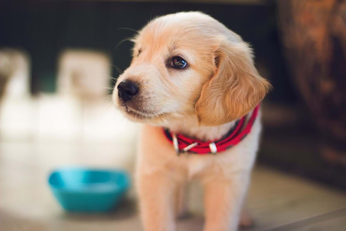 Small puppy wearing a red collar