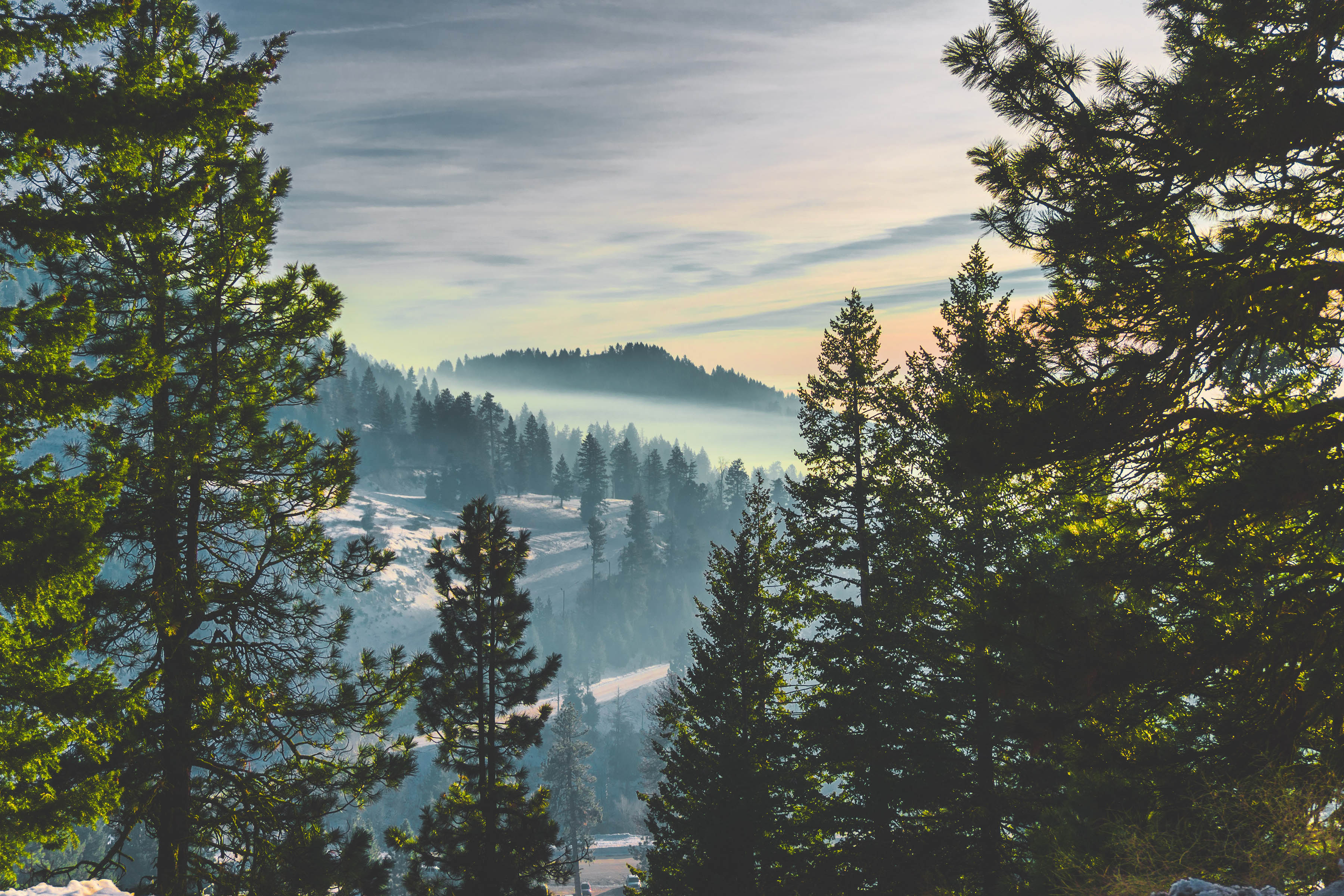 Bogus Basin skyline and trees.
