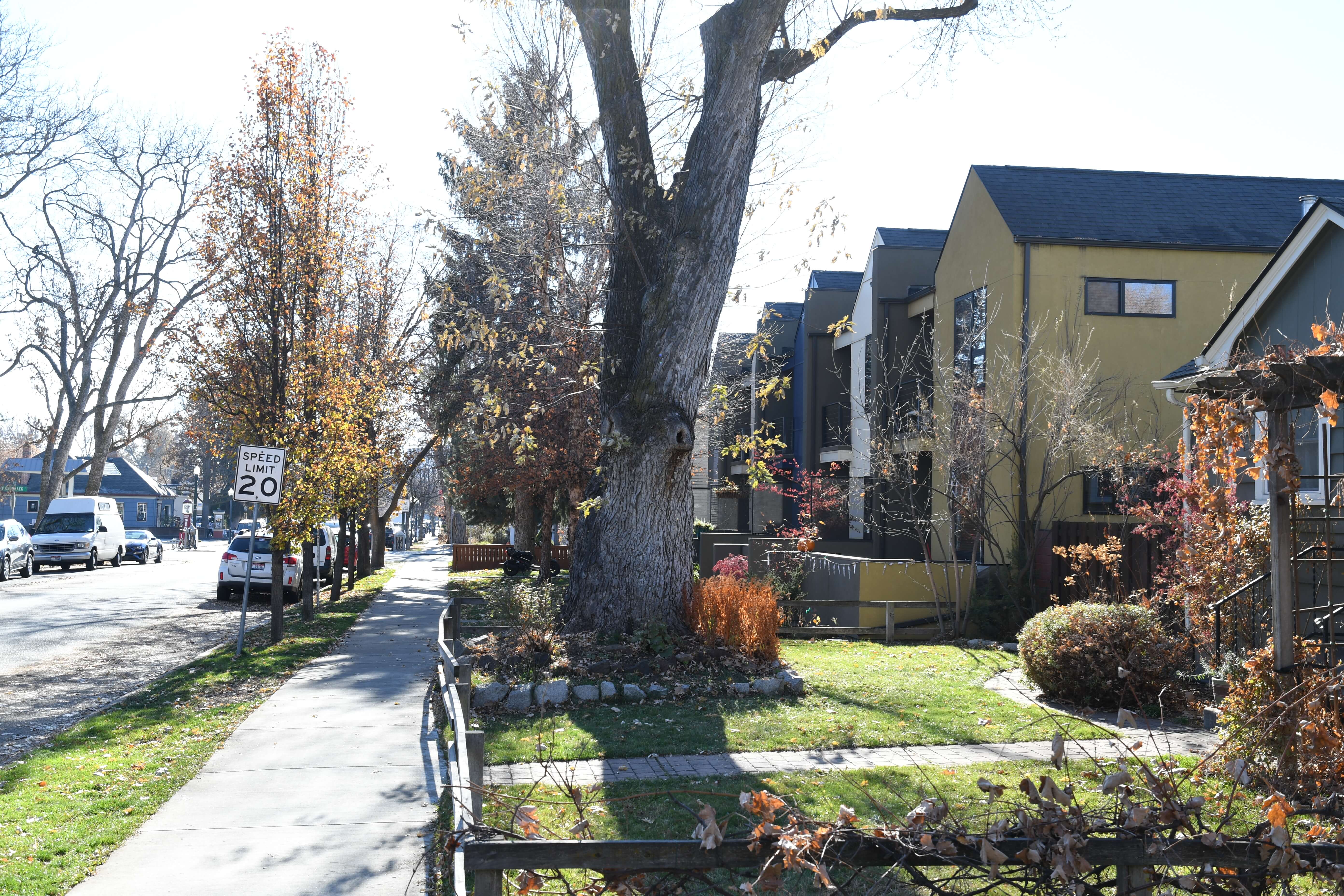Street view of houses in a row, with sidewalk, street, trees and foliage.