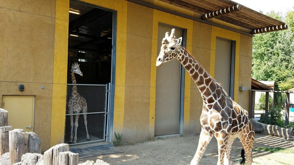 Zoo Boise breaks ground on new Gorongosa exhibit News City of Boise