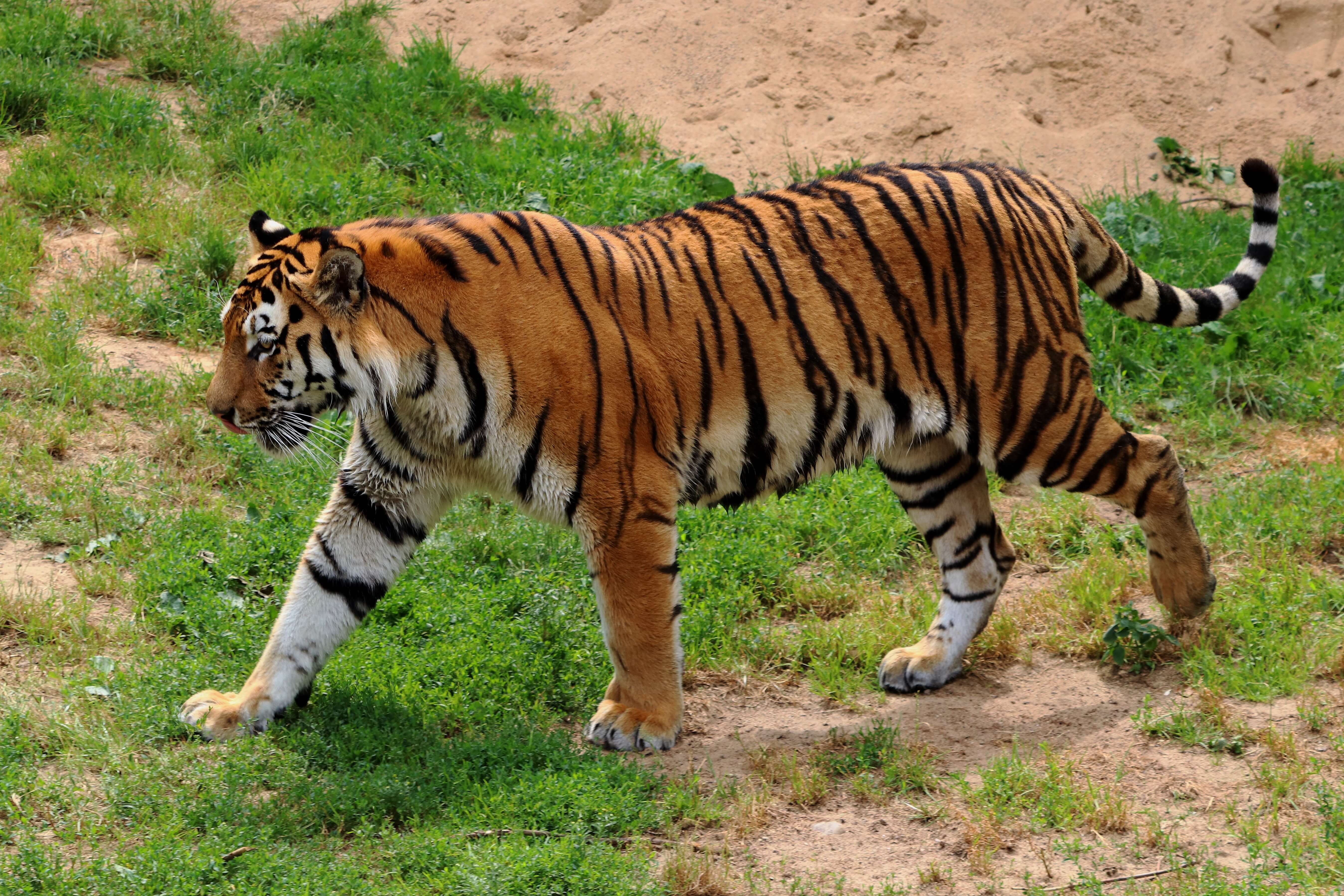 A wild tiger walks across grass. 