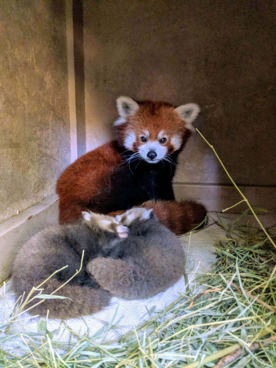 Twin Red Panda Cubs Born at Zoo Boise | News | City of Boise