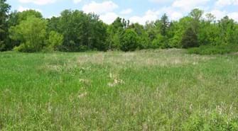 Wetland Meadow