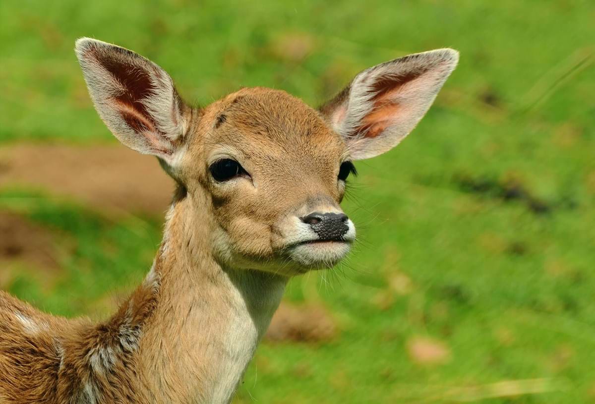 Face of a Deer