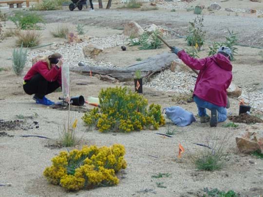 Volunteers working on the native plant garden