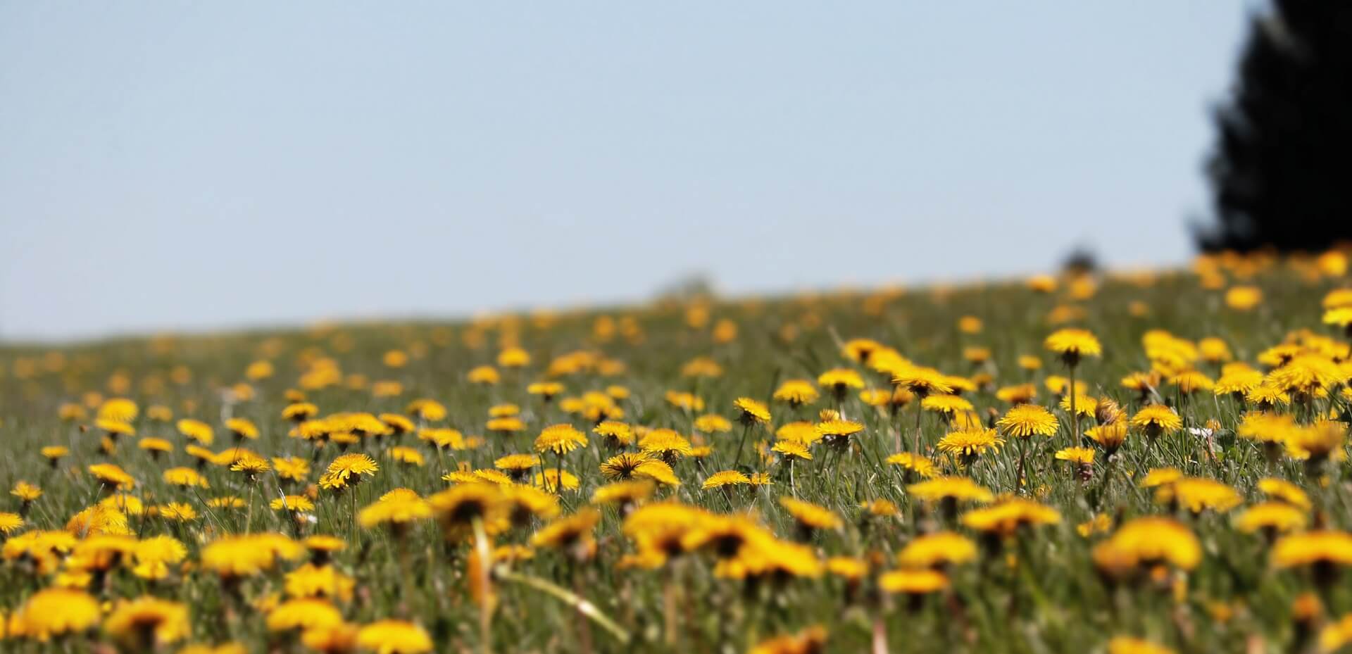 Plentiful dandelions spring up among grass.